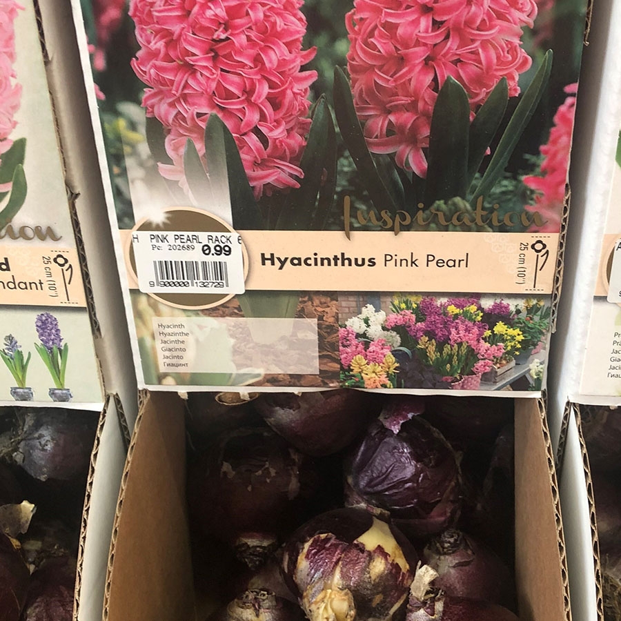 Hyacinth Pink Pearl Prepared Individual Bulb - Knights Garden Centres