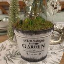 Hyacinth Vintage Pot 5 Bulbs