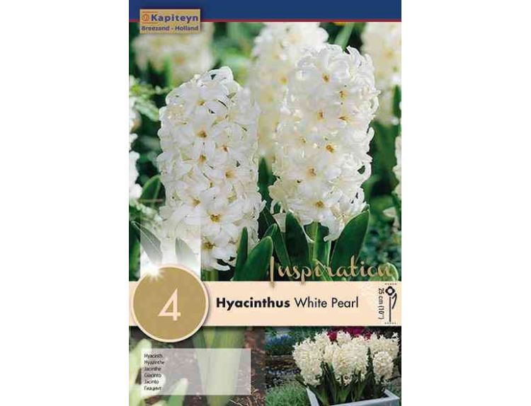 Hyacinth White Pearl