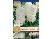 Hyacinth White Pearl