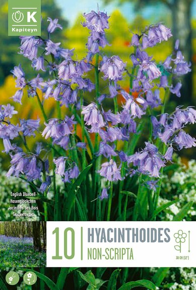 Hyacinthoides Non-Scripta