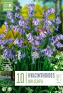 Hyacinthoides Non-Scripta