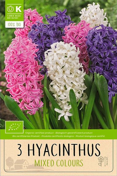 Hyacinthus Mixed Colours