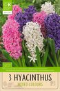 Hyacinthus Mixed Colours
