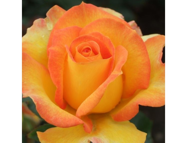 Hybrid Tea Rose Happy Birthday (Fryglitzy)