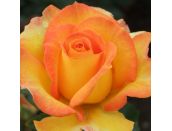 Hybrid Tea Rose Happy Birthday (Fryglitzy)