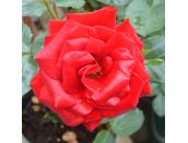 Hybrid Tea Rose Happy Ruby Wedding