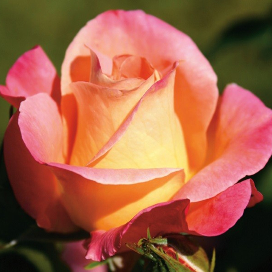 Hybrid Tea Rose Inspiration Knights Garden Centres
