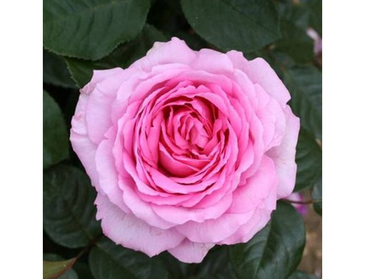 Hybrid Tea Rose Mum in a Million