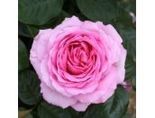 Hybrid Tea Rose Mum in a Million