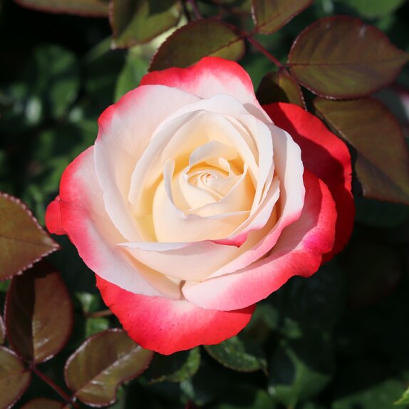 Hybrid Tea Rose Nostalgia by Henry Street
