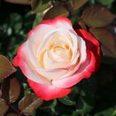Hybrid Tea Rose Nostalgia by Henry Street