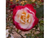 Hybrid Tea Rose Nostalgia (Taneiglat) 