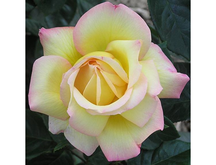 Hybrid Tea Rose Peace