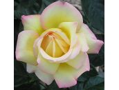 Hybrid Tea Rose Peace