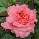 Hybrid Tea Rose Rachael Augusta Louise by Henry Street