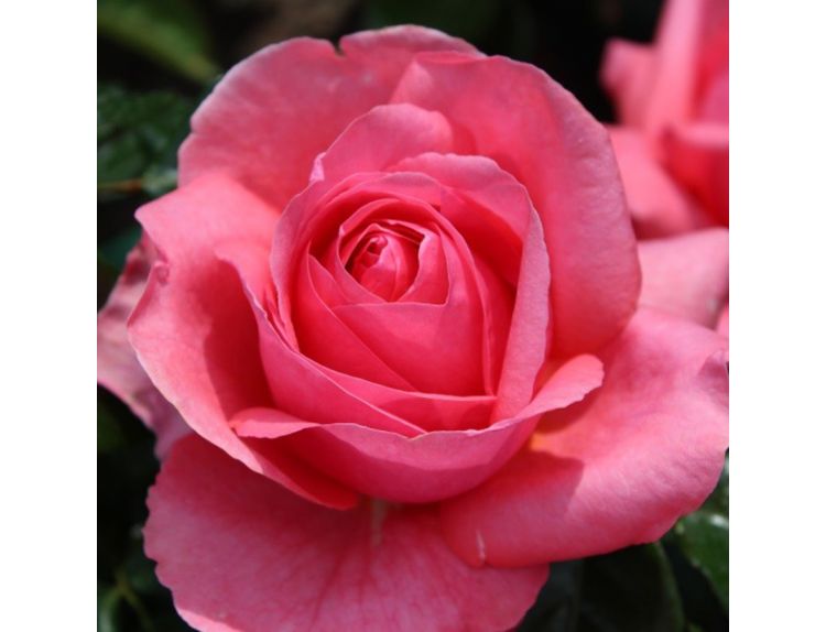 Hybrid Tea Rose Special Anniversary™ 