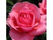 Hybrid Tea Rose Special Anniversary™ 