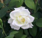 Hybrid Tea Rose Sugar Moon by Henry Street