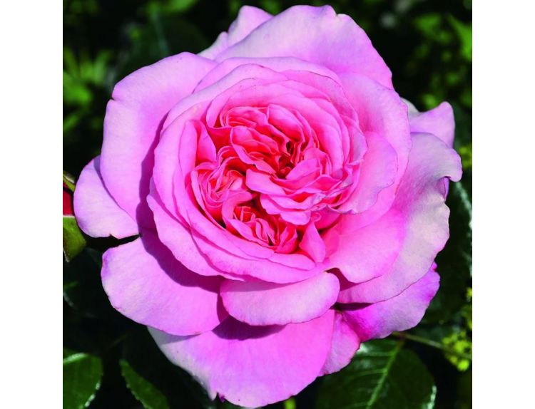 Hybrid Tea Rose Timeless Pink
