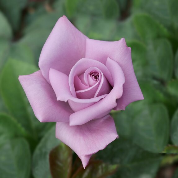 Hybrid Tea Rose Twice In A Blue Moon by Henry Street