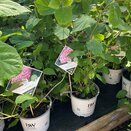 Hydrangea Annabelle Pink