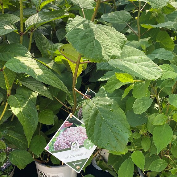 Hydrangea Annabelle Sweet