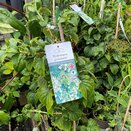 Hydrangea anomala petiolaris 