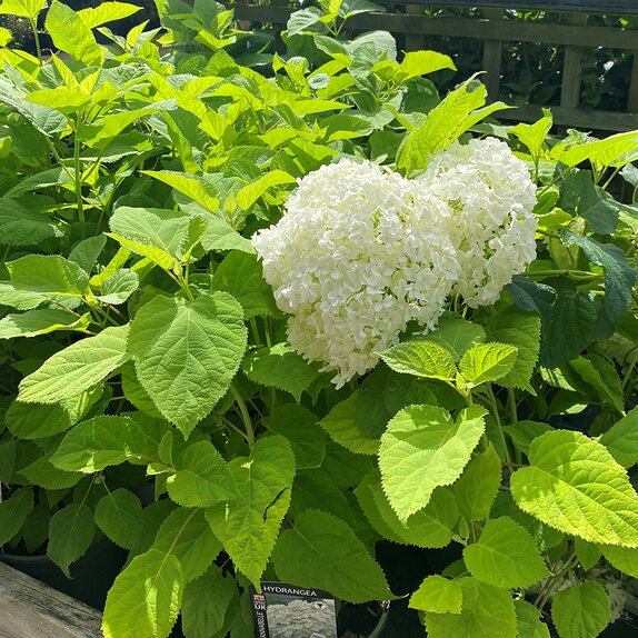 Hydrangea arb. Annabelle 3 litre pot - image 1