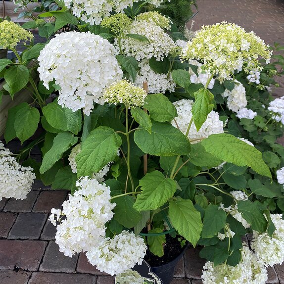 Hydrangea arb. Annabelle 3 litre pot - image 2