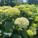 Hydrangea arb. Flower Wow - image 1