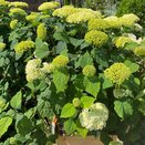 Hydrangea arb. Flower Wow - image 2