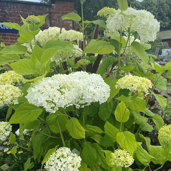Hydrangea arbor. 'Annabelle' - image 2