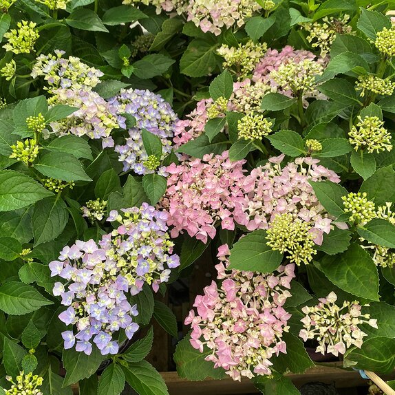 Hydrangea 'Forever & Ever® Hortbux® Varieties