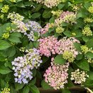 Hydrangea 'Forever & Ever® Hortbux® Varieties