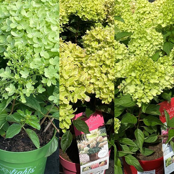 Hydrangea Gardenlights