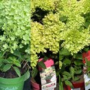 Hydrangea Gardenlights