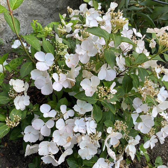 Hydrangea hybr. Runaway Bride®