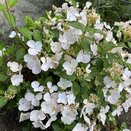 Hydrangea hybr. Runaway Bride®