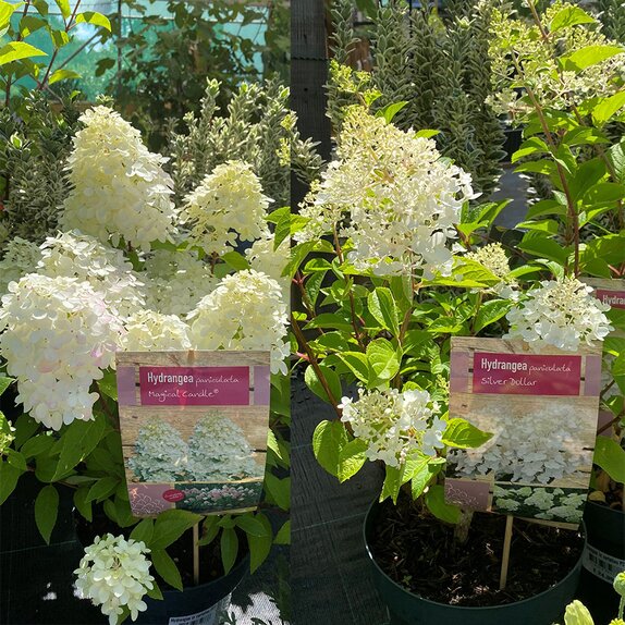 Hydrangea in varieties