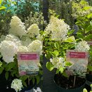 Hydrangea in varieties