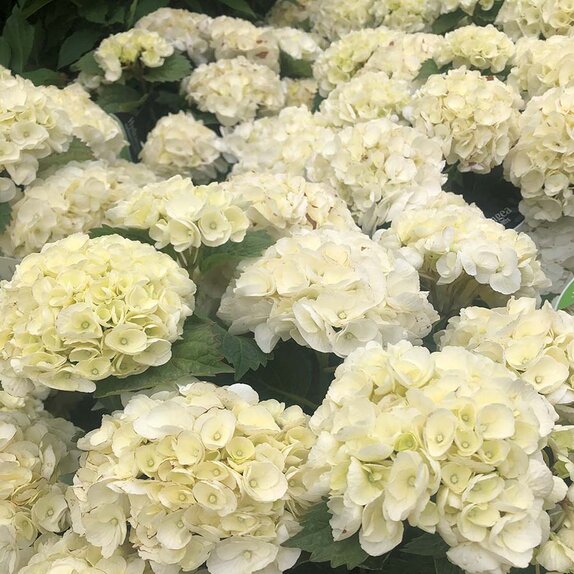 Hydrangea mac Chrystal Palace