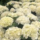 Hydrangea mac Chrystal Palace
