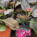Hydrangea mac Dark Angel