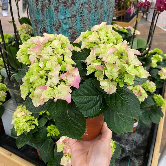 Hydrangea mac. 'Early Rosa' Pink