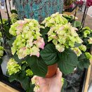 Hydrangea mac. 'Early Rosa' Pink