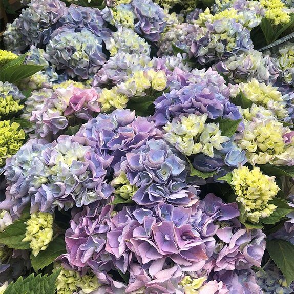 Hydrangea mac Hi River Blue