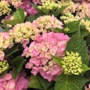 Hydrangea mac Hi River Pink