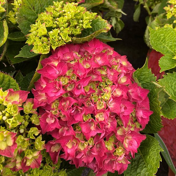 Hydrangea mac Hi Tornado Red