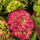 Hydrangea mac Hi Tornado Red